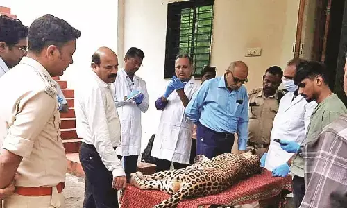 हिंदी विश्वविद्यालय से पकड़े गए तेंदुए ने तोड़ा दम हिंदी विश्वविद्यालय से पकड़े गए तेंदुए ने तोड़ा दम