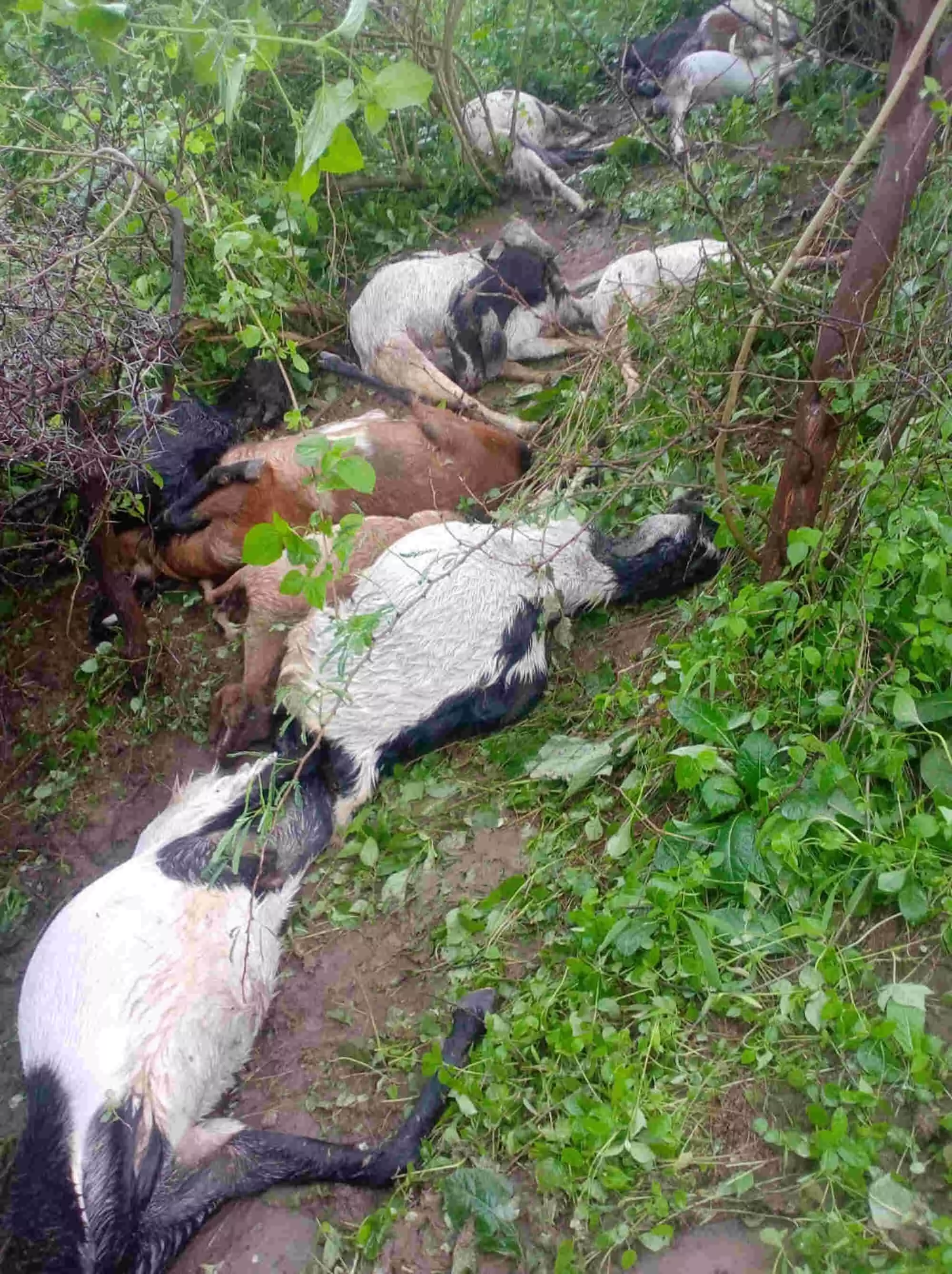 बिजली गिरने से 16 भेड़ों की मौत, 5 घायल बिजली गिरने से 16 भेड़ों की मौत, 5 घायल