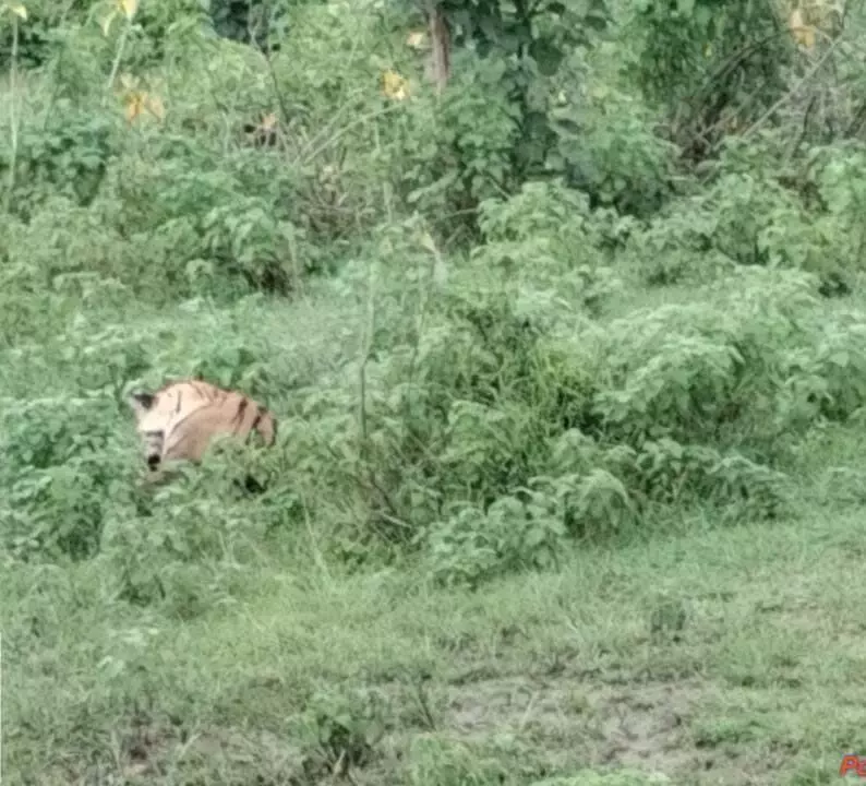 चंद्रपुर : बेंबाल में घायल बाघिन की मृत्यु चंद्रपुर : बेंबाल में घायल बाघिन की मृत्यु