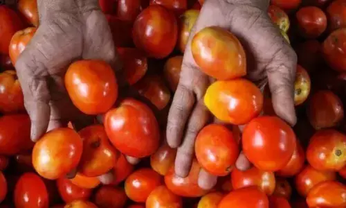 मां की डिमांड पर दुबई से 10 किलो टमाटर लेकर भारत आई बेटी मां की डिमांड पर दुबई से 10 किलो टमाटर लेकर भारत आई बेटी