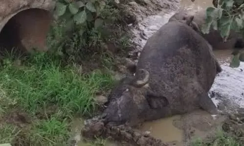 ग्राम देवरा भापतपुर में आकाशीय बिजली की चपेट में आने से दो भैंसों की मौत