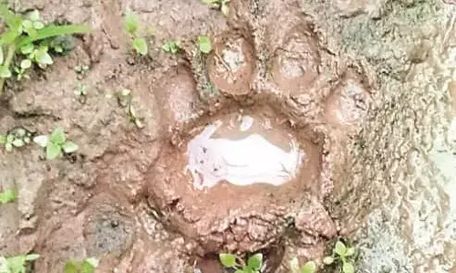 रामाटोला में बाघ की दहशत, कुत्ते का किया था शिकार