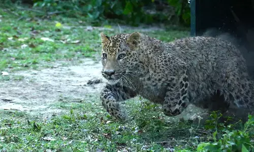 कर्नाटक में तेंदुए ने 9 साल के बच्चे पर किया हमला 