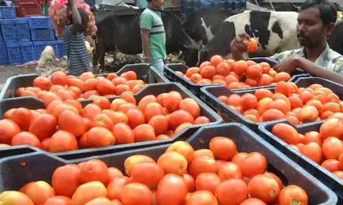 आंध्र, कर्नाटक में बारिश, चेन्नई में टमाटर की कीमत 170 रुपये प्रति किलोग्राम तक पहुंची आंध्र, कर्नाटक में बारिश, चेन्नई में टमाटर की कीमत 170 रुपये प्रति किलोग्राम तक पहुंची