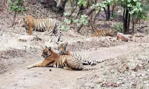 विकास पर विराम , सालई बावनथड़ी ठंडे बस्ते में