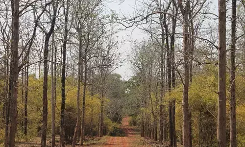 मध्यप्रदेश में सबसे अधिक 19730 हेक्टेयर वन भूमि का वनेतर कार्यो के लिए उपयोग
