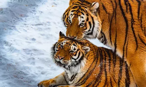 बाघ संरक्षण के लिए अपार संभावनाएं देता चीन