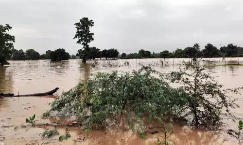 मूसलाधार बारिश से धान की फसल तबाह