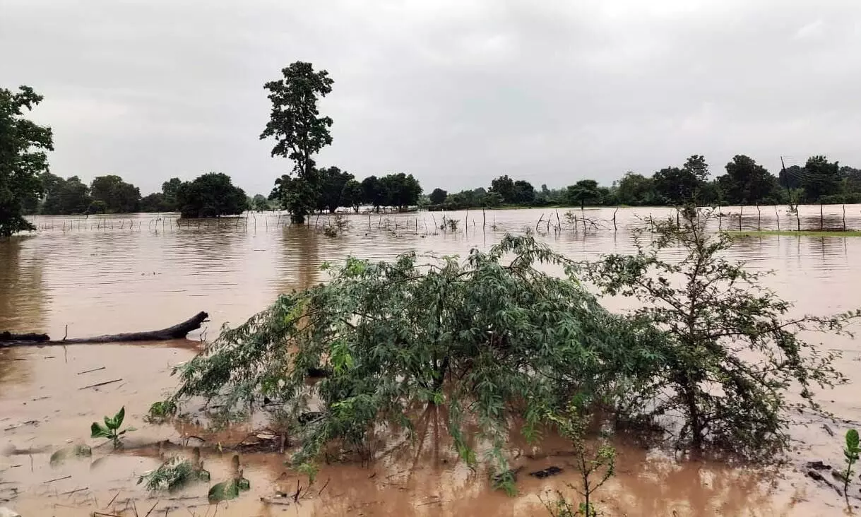मूसलाधार बारिश से धान की फसल तबाह मूसलाधार बारिश से धान की फसल तबाह
