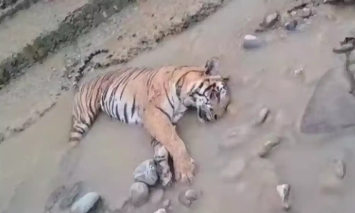 कॉर्बेट टाइगर रिजर्व में बाघिन का शव बरामद