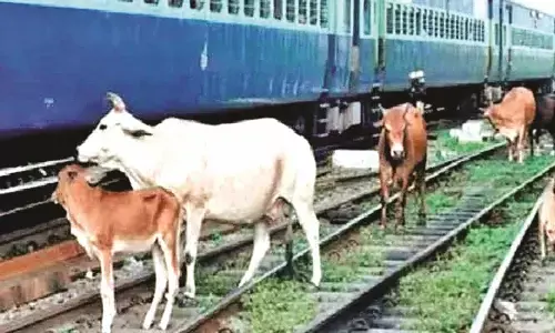 परेशानी - रेल पटरियों पर मवेशी, रफ्तार हो रही धीमी