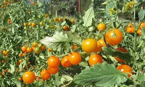 नाशिक में टमाटर उगाने वाले किसानों के साथ 2 करोड़ 15 लाख की धोखाधड़ी