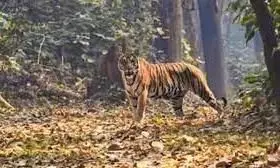 करंट से बाघिन की मृत्यु, तीन दिन में दूसरी घटना करंट से बाघिन की मृत्यु, तीन दिन में दूसरी घटना