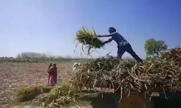 राज्य में कृषि सेवकों को अब मिलेगा 16 हजार रुपए मानधन राज्य में कृषि सेवकों को अब मिलेगा 16 हजार रुपए मानधन