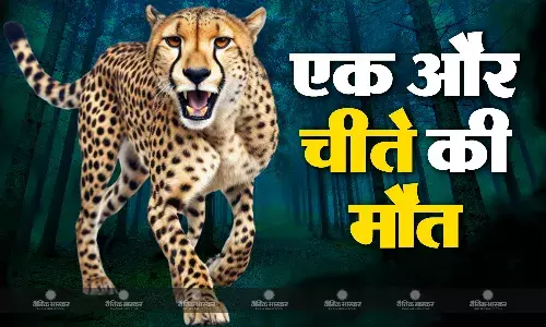 कूनो में बढ़ रहा चीतों की मौत का आंकड़ा, मादा चीता टिबलिसी की मौत, अब तक कुल 9 चीतों ने तोड़ा दम