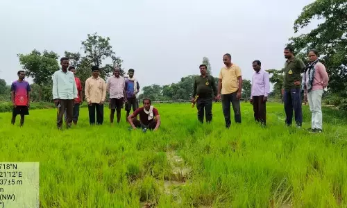 जंगली हाथियों ने आधी रात को आंबेझरी में मचाया उत्पात