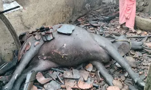 विद्युत सार्ट सर्किट से लगी घर में आग, जिन्दा जली दुधारू भैंस