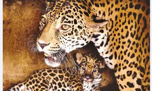 सिहोरा के सरदा गाँव में वन विभाग ने जारी किया अलर्ट