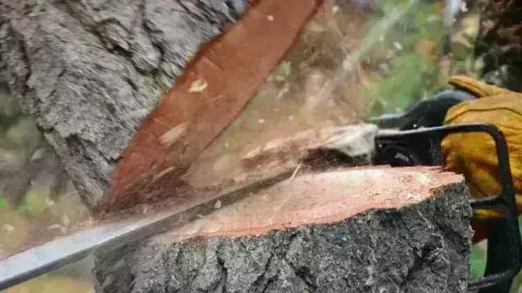 10 वर्षों में काटे गए 8777 हजार पेड़- 20172 पुनर्रोपित- लेकिन लगे एक भी नहीं 10 वर्षों में काटे गए 8777 हजार पेड़- 20172 पुनर्रोपित- लेकिन लगे एक भी नहीं