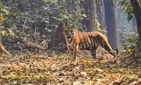 बाघों का शिकार करने वाला सेवानिवृत्त वन अधिकारी दिल्ली से गिरफ्तार बाघों का शिकार करने वाला सेवानिवृत्त वन अधिकारी दिल्ली से गिरफ्तार