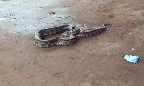 रिहायशी मकान में विशालकाय अजगर घुसने से मचा हडकंप