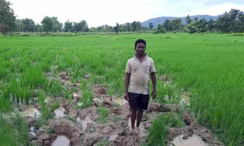 जंगली हाथियों ने अब चांदोना में मचाया उत्पात