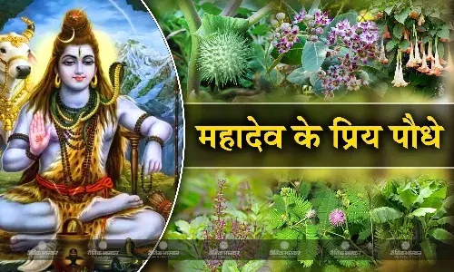 श्रावण मास 2023: इस माह घर में लगाएं ये पौधे, बरसेगी महादेव की कृपा, समस्याएं होंगी दूर श्रावण मास 2023: इस माह घर में लगाएं ये पौधे, बरसेगी महादेव की कृपा, समस्याएं होंगी दूर