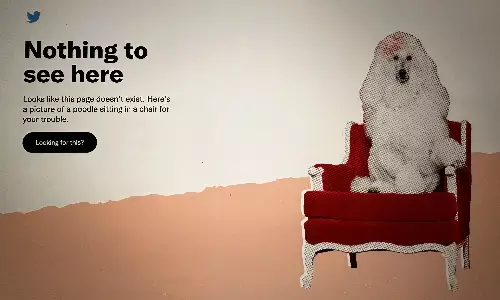 ट्विटर ने नहीं दी मासिक अनुपालन रिपोर्ट, लिंक पर है पूडल की तस्‍वीर