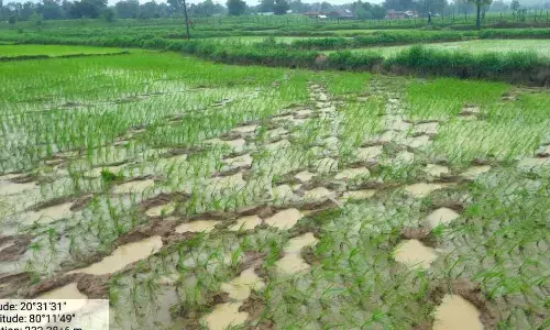 गड़चिरोली में हाथियों ने फिर उजाड़ दीं फसलें