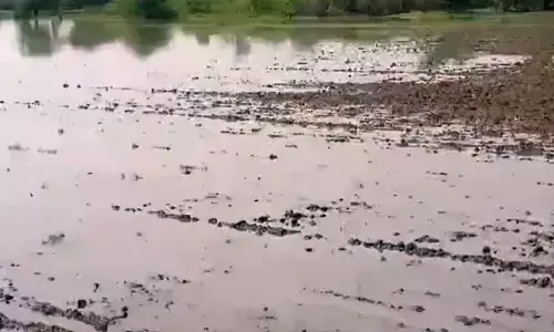 अतिवृष्टि से गड़चिरोली जिले में 1613.16 हेक्टेयर क्षेत्र की धान की फसलें तबाह