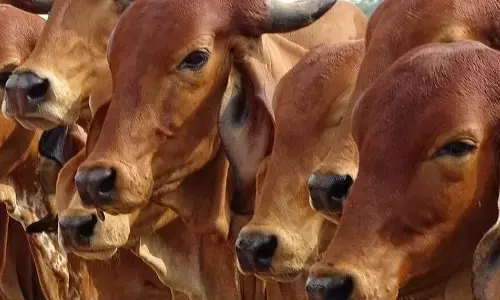 गौरक्षकों के कारण सदियों पुराना पेशा छोड़ने को मजबूर नूंह के पशु व्यापारी