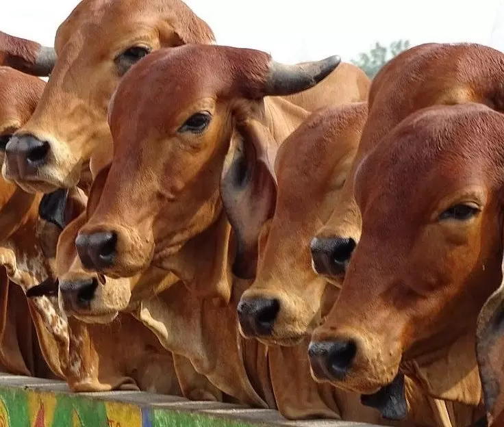 गौरक्षकों के कारण सदियों पुराना पेशा छोड़ने को मजबूर नूंह के पशु व्यापारी गौरक्षकों के कारण सदियों पुराना पेशा छोड़ने को मजबूर नूंह के पशु व्यापारी