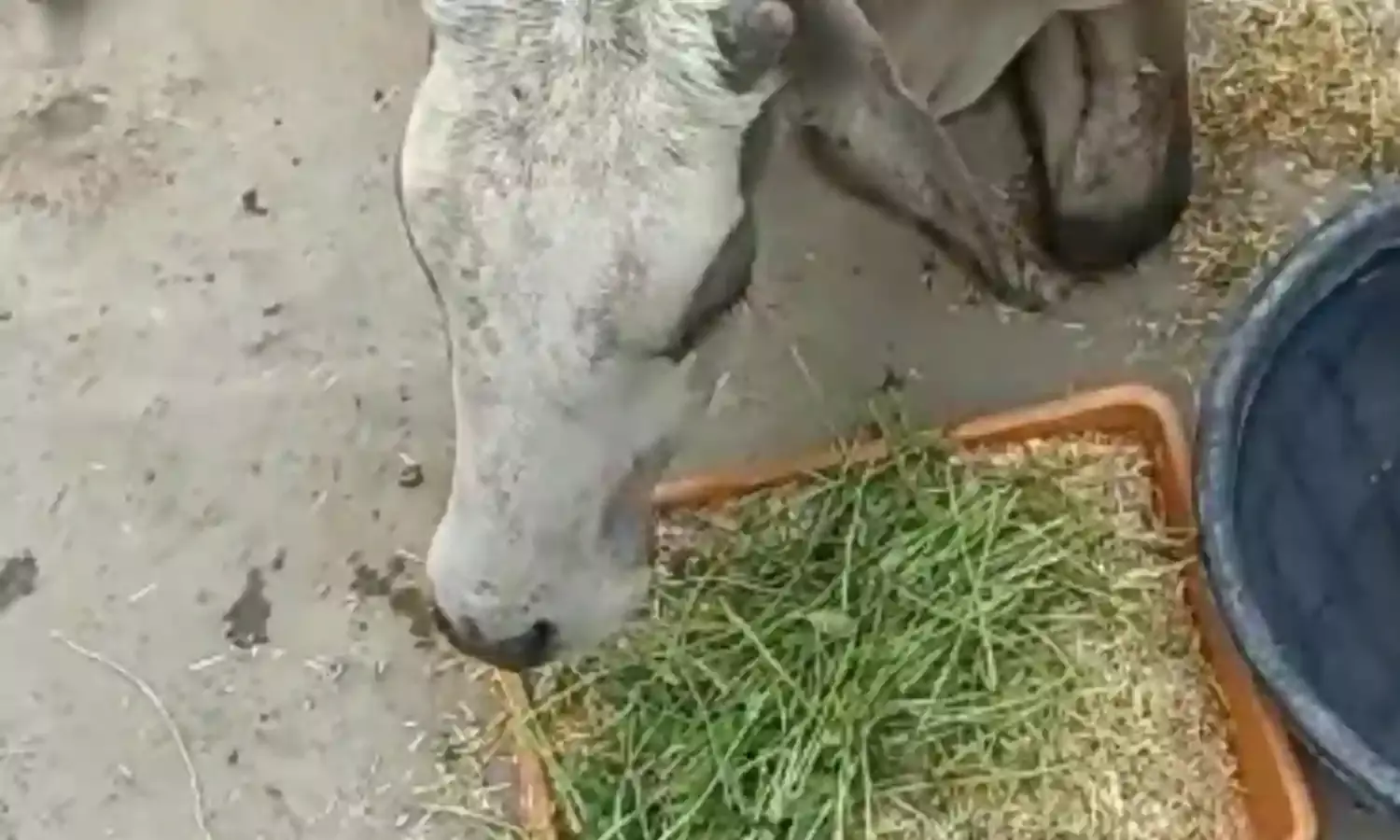 प्रसव पीड़ा से तड़प रही गाय का ऑपरेशन किया, बचाई जान
