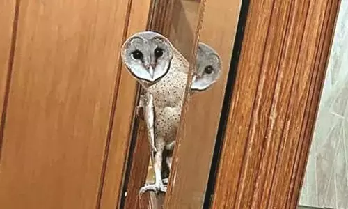 चौथे माले पर फ्लैट में घुसा उल्लू, सर्पमित्र ने किया रेस्क्यू