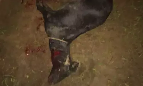 गांव की बस्ती तक रात में पहुंचा तेंदुआ, बकरी का किया शिकार गांव की बस्ती तक रात में पहुंचा तेंदुआ, बकरी का किया शिकार