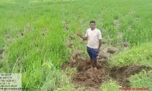 जंगली हाथियों ने अब उजाड़ी वनविभाग की रोपवाटिका