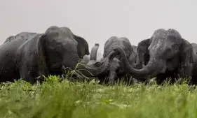 तमिलनाडु में छह साल में हाथियों की आबादी में 200 की बढ़ोतरी