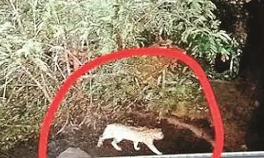 दहशत थी तेंदुए की निकली जंगली बिल्ली