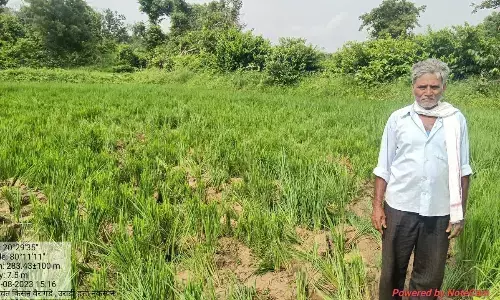 जंगली हाथियों के झुंड में आया नया मेहमान