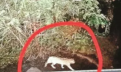 दहशत थी तेंदुए की निकली जंगली बिल्ली