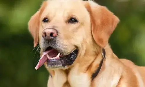 घर से कुत्ता चुरा ले गया डिलीवरी बॉय, वापस करने का कहने पर बनाने लगा बहाने