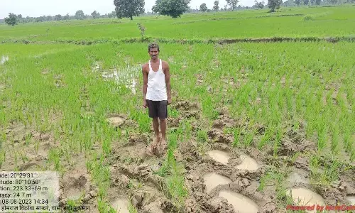 जंगली हाथियों ने वाशी क्षेत्र में फिर मचाया उत्पात