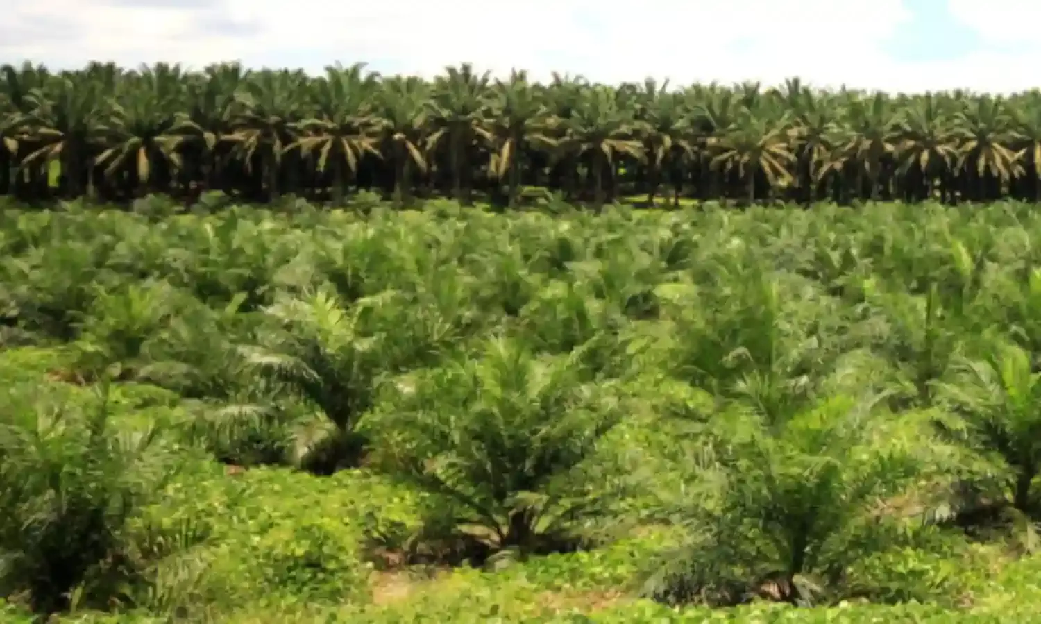 ऑयल पाम की खेती के लिए तेलंगाना ने लोहिया समूह को दी 82,000 एकड़ जमीन