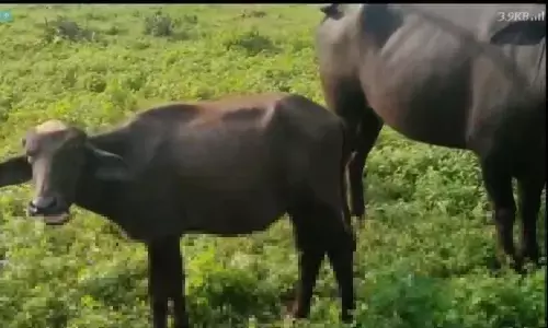 ग्रामीणों की मदद से पकड़ा गया पशु चोर, आरोपी द्वारा चोरी किए गए ९ भैंस वंशीय पशुओं की हुई बरामदगी ग्रामीणों की मदद से पकड़ा गया पशु चोर, आरोपी द्वारा चोरी किए गए ९ भैंस वंशीय पशुओं की हुई बरामदगी