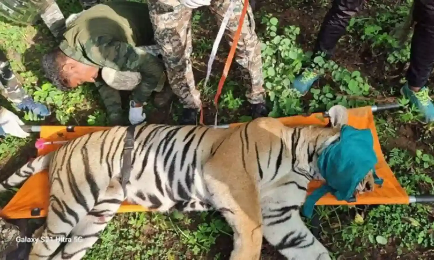 कार की टक्कर से जख्मी बाघ ने तोड़ा दम