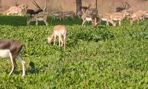 8 महीने में दी 1.66 करोड़ नुकसान भरपाई