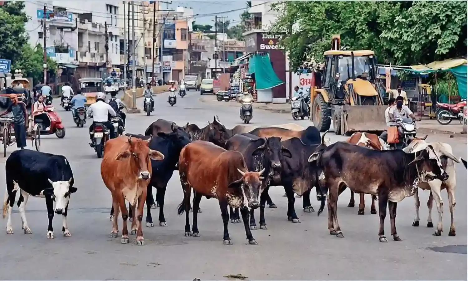 सड़कों पर घूमने वाले गौवंश गौशालाओं में होंगे शिफ्ट