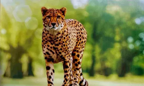 कूनो राष्ट्रीय उद्यान से 21 जुलाई से लापता अफ्रीकी मादा चीता निर्वा पकड़ी गई 