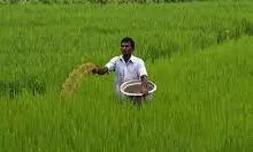 प्रधानमंत्री फसल बीमा योजना के पंजीकरण में महाराष्ट्र नंबर वन