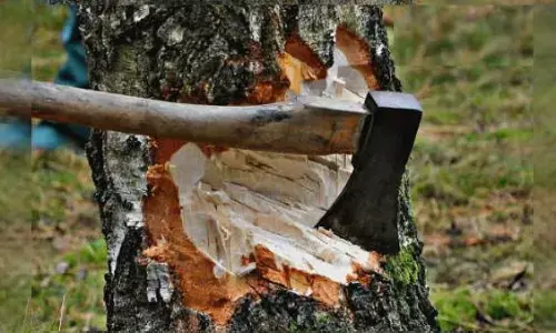 जंगल में घुसपैठिए सक्रिय - वन विभाग को 70 लाख रुपए से ज्यादा का नुकसान सहना पड़ा